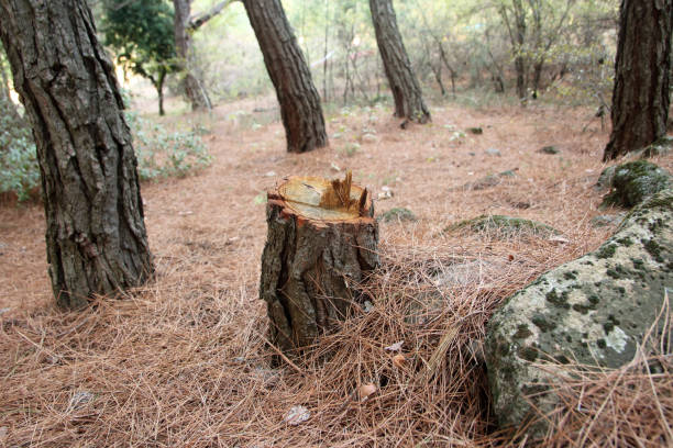 How Our Tree Care Process Works  in  Haskins, OH